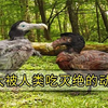 被人类吃到灭绝的动物，从50亿只到1只不剩，美国人只花了100年