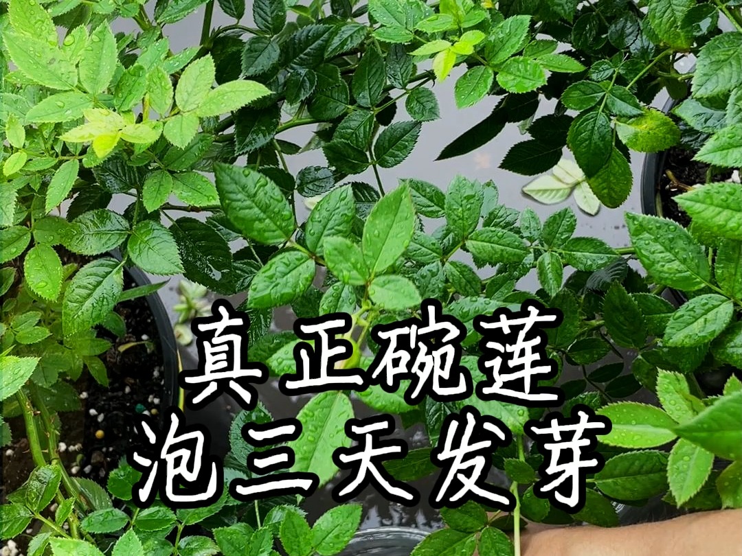 真正的碗莲种子，泡三天发芽的样子