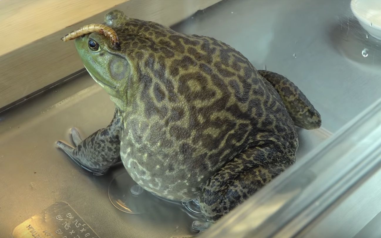 美国寿司师傅介绍如何处理牛蛙和制作油炸牛蛙