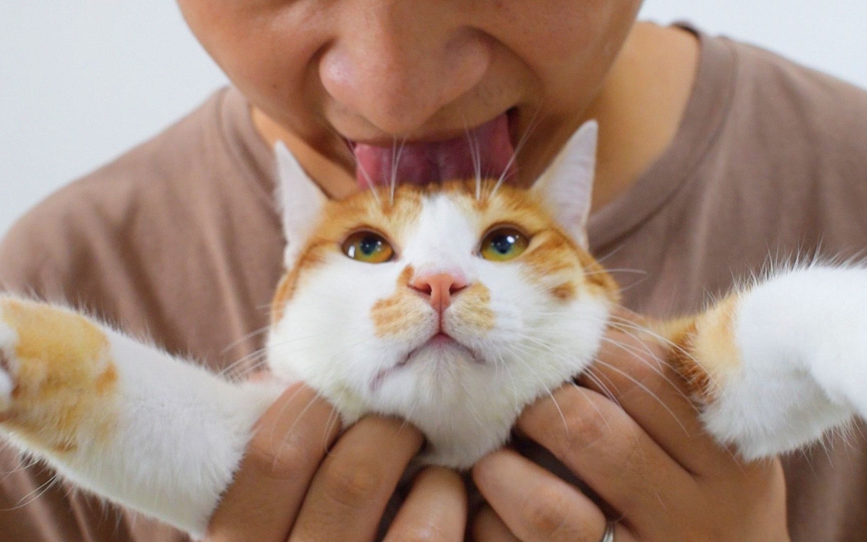 猫舔她的嘴唇。可爱的饿猫舔嘴唇照片摄影图片_ID:353478774-Veer图库