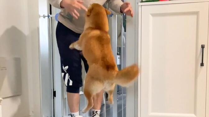 给你们感受下狗狗的热情