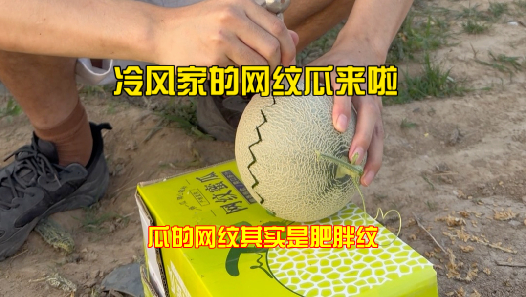 国产20一个的瓜和日本几百块的有什么区别？带网格的蜜瓜真的好吃嘛？