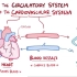 【osmosis循环】Anatomy & physiology of the circulatory system、