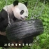 《熊猫TOP榜》第二季 118滚滚寻食记