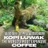 世界上最贵的咖啡“猫屎咖啡”竟然是这么来的！