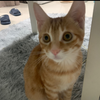 怀疑我的猫可能是成精了，这真的不是人类吗