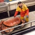这种蟹已知最大的可达36公斤，国内很少有卖！