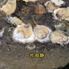 《原神，凡人的我，无法陪你们走到最后》-1018-smy-wc