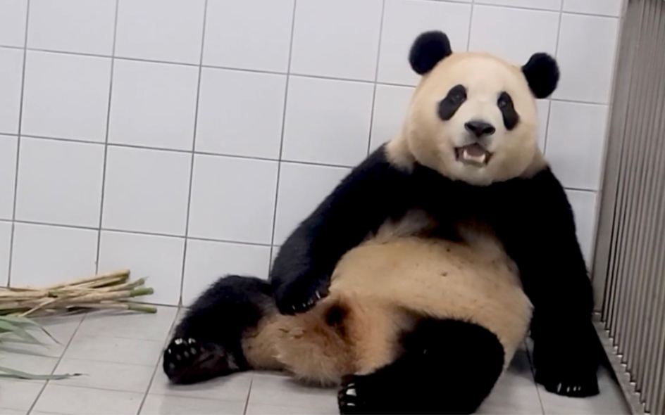 大熊猫福宝 爷爷说福宝像大熊了 不像宝宝了 221025