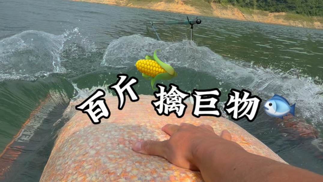 百斤玉米 擒巨物