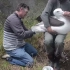 【皇家信天翁】给第一次飞回繁殖地的年轻信天翁安装脚环（新西兰环保局信天翁保护项目）