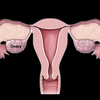 【生殖系统解剖学】女性生殖系统（一）｜子宫 卵巢 输卵管 ｜子宫位置 形态 分部｜卵巢结构 功能｜输卵管分布 功能｜双语字幕