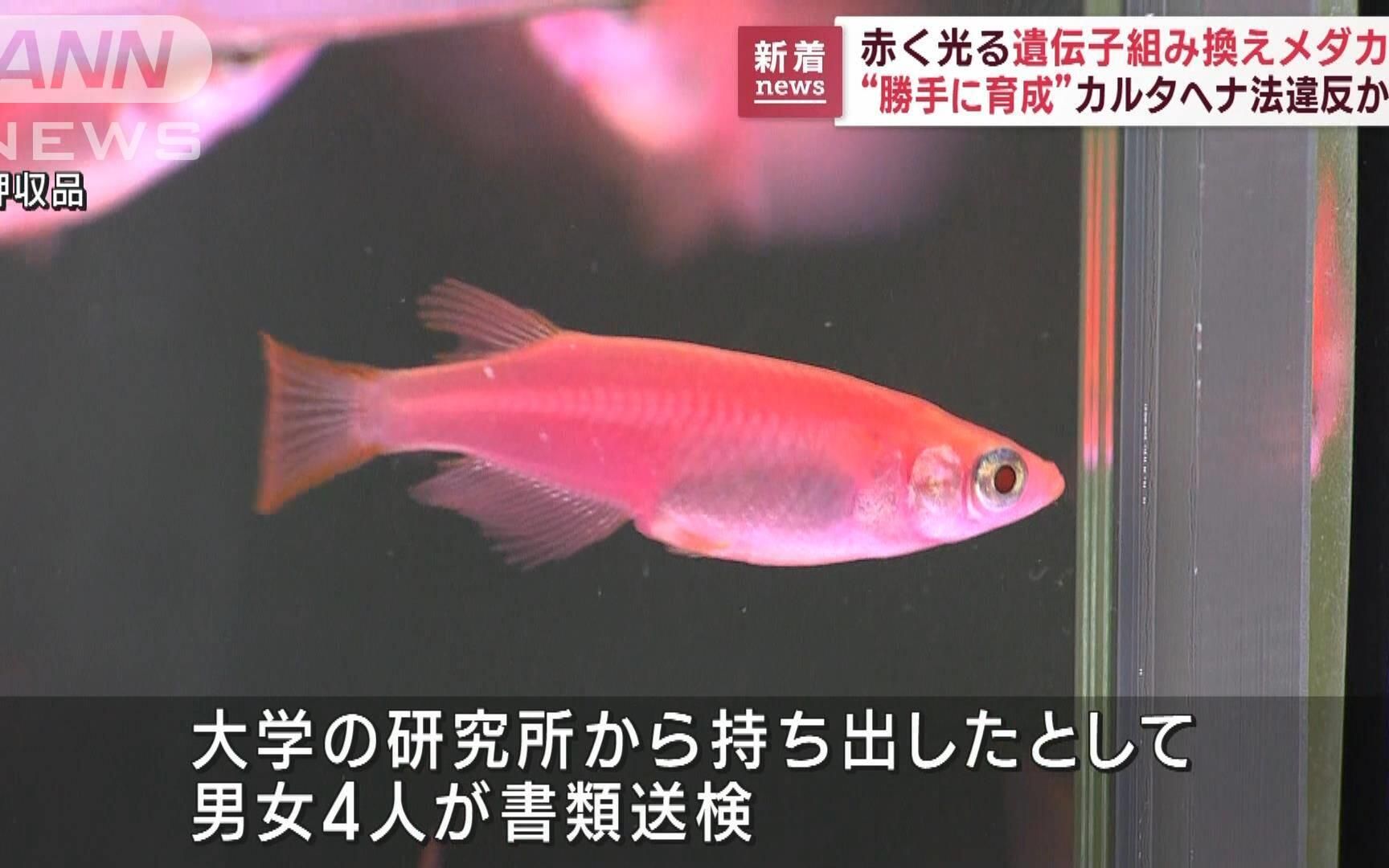 【搬运】日本5人因擅自培育转基因青鳉鱼被捕
