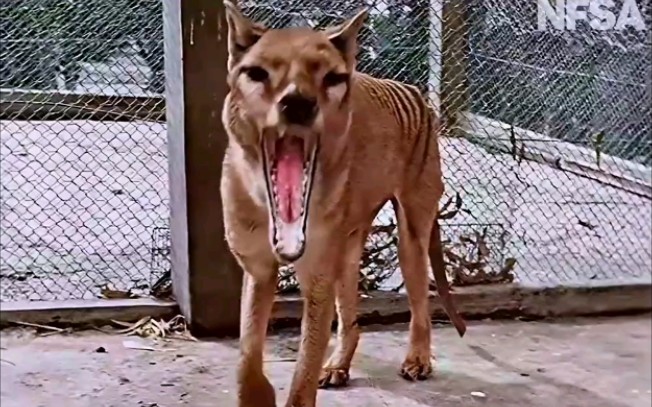 1933年12月博物学家在澳大利亚霍巴特动物园录下世界上最后一只塔斯马尼亚虎（袋狼）本杰明的身影 （珍贵历史影像）