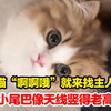 小猫“啊啊哦”就来找主人了，小尾巴像天线竖得老高，这“啊啊哦”在猫语里是啥意思