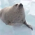 （无水印素材）海豹拍肚皮原版出处，BBC纪录片