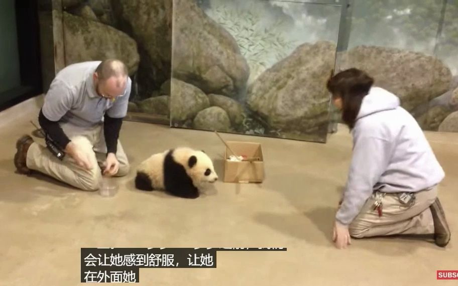 【美国饲养员向熊猫下跪、磕头：这是干什么】依次是孟菲斯、圣迭戈和华盛顿，饲养员训练自己向熊猫磕头。看后，令人极度舒适！