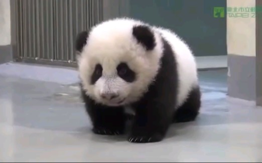 【熊猫宝宝】偷偷爬出来乱跑，但妈妈一出现让人笑翻！萌出血