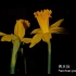 黄水仙 Narcissus pseudonarcissus L. 开花延时摄影记录