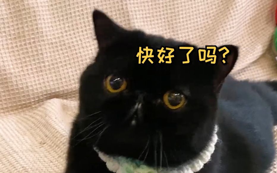 今天给我家黑猫画了一幅超像它的画作！