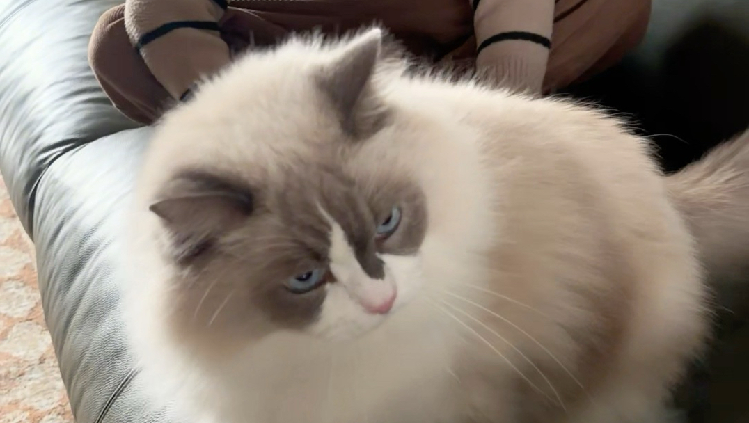 孕期猫咪踩我一脚，我让猫咪终身付出代价..#宠物和宝宝