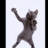 《跳 舞 猫》