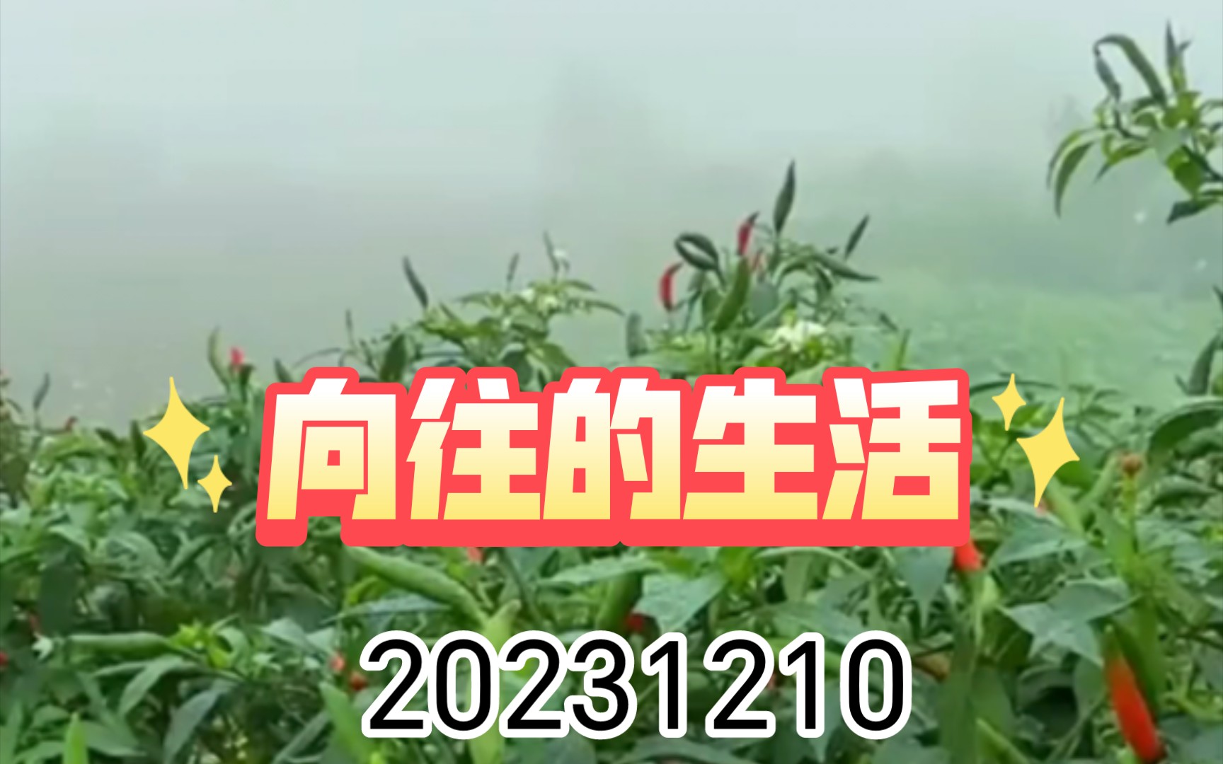 20231210【人与自然】向往的生活。养点鸡种点菜