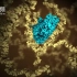 医学动画欣赏：什么是蛋白质？