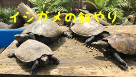 a7a04ca826144f4f5315056aaf3b16cee45b70a8.jpg@280w_158h_1c_100q.jpg