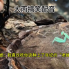 螳螂：我喜欢吃你这种上了年纪的“老蝉