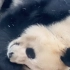 4.1 大熊猫星二睡觉觉