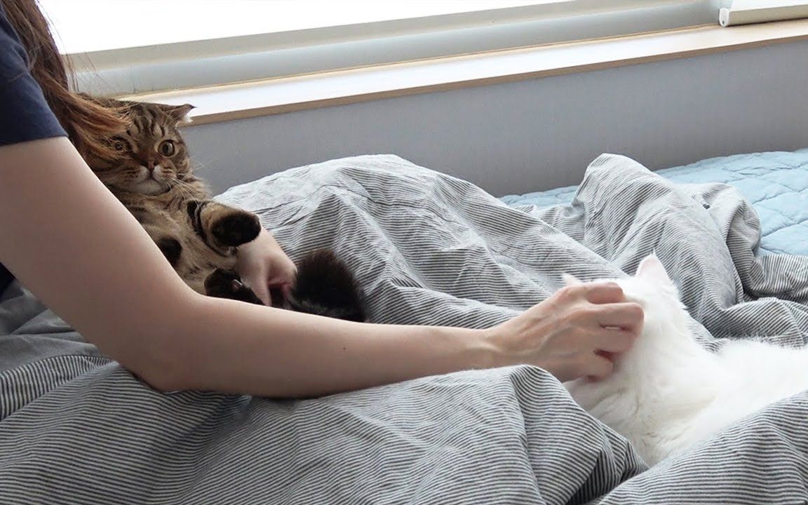 【creamheroes-7只猫和人类】【野生字幕】睡懒觉时被猫咪占领了床