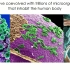 肠道菌群是如何影响机体的？
