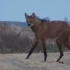 【Maned Wolf】鬃狼--犬科里的大长腿！