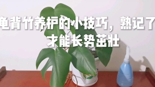 龟背竹怎么养护才能长得茂盛 a7d479d1b8bd1ed01664daed6c4fceb25de67123.jpg@310w_174h_1c_100q.jpg