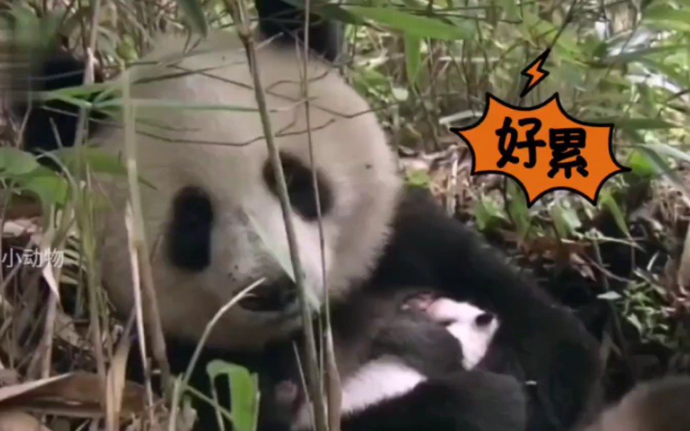 野外偶遇熊猫母子，妈妈30天不吃不喝不离开宝宝半步