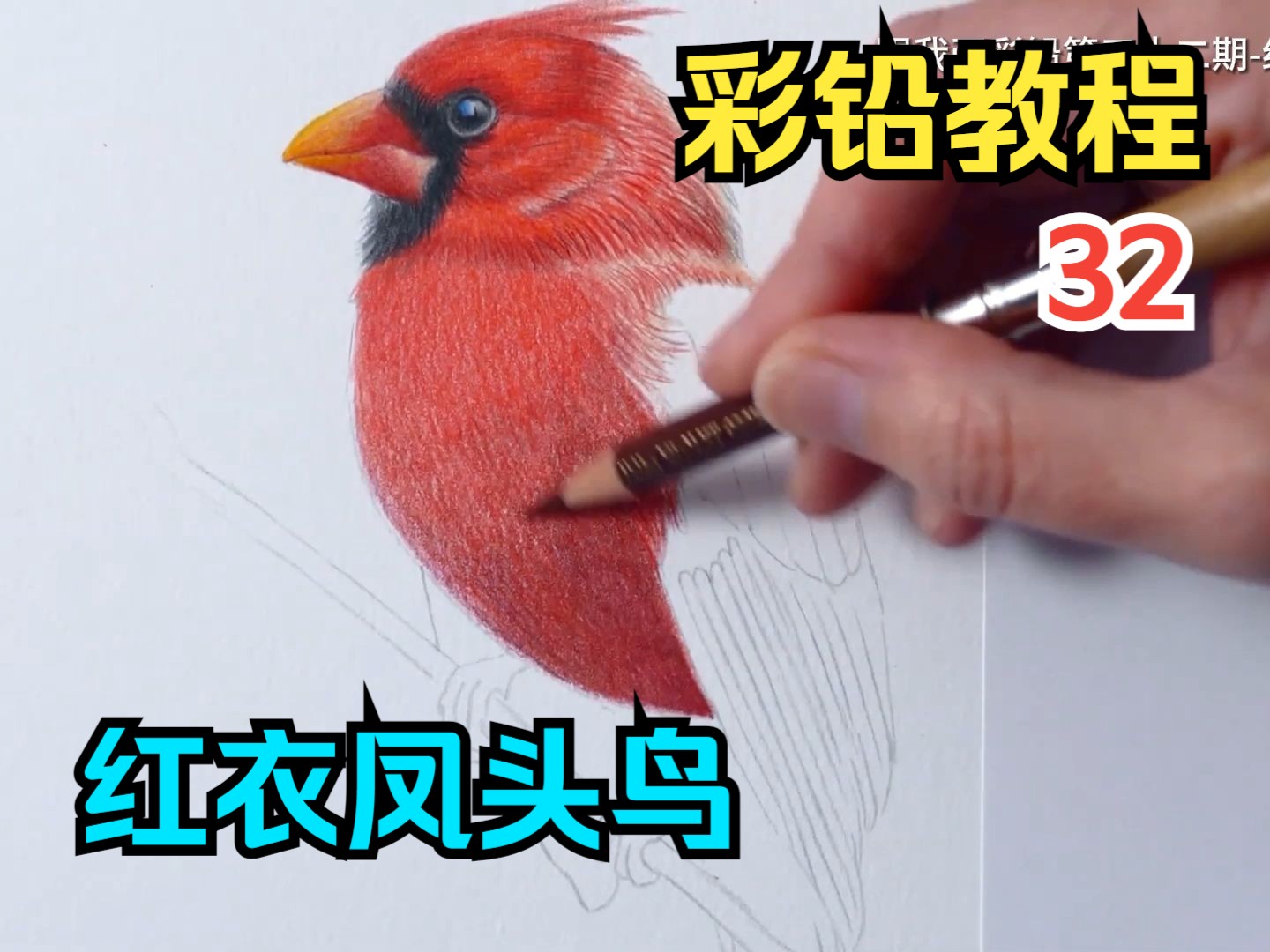 【跟我画】彩铅画教程·系列32期-红衣凤头鸟