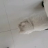 胖乎乎的小白猫