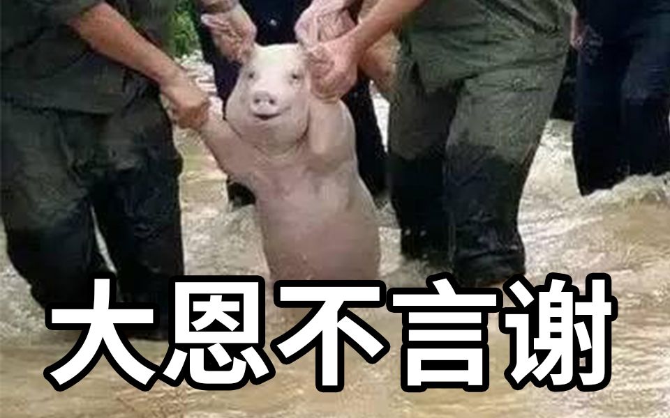 小猪获救后被做成香肠【阅片无数51】
