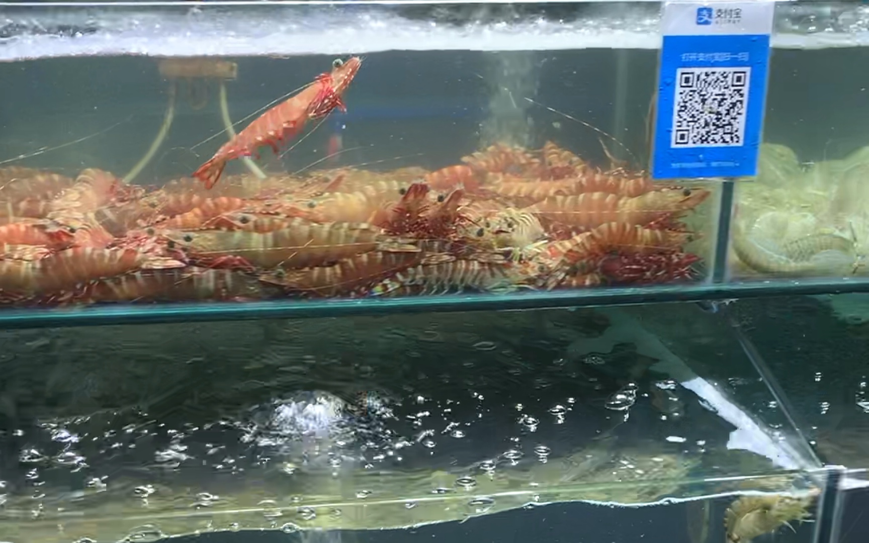 qs 疑似vlog 三亚 海鲜市场 游泳的虾子 游游虾