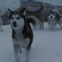 【荐客解说】这些狗狗都什么品种啊？被遗弃在南极175天还能活下来！速看感人电影《南极大冒险》