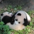 【大熊猫莽仔幼崽】莽小：让你跟我抢奶爸！