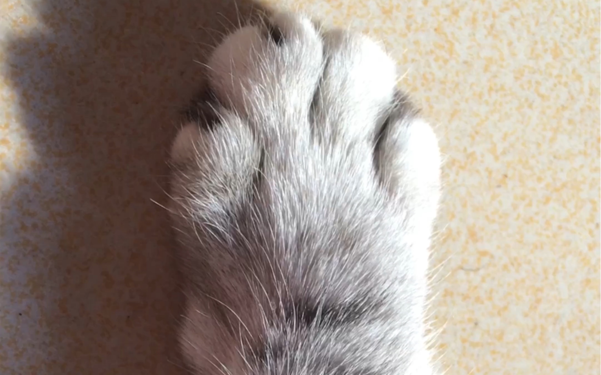 你家的猫爪子有多大？ - 知乎