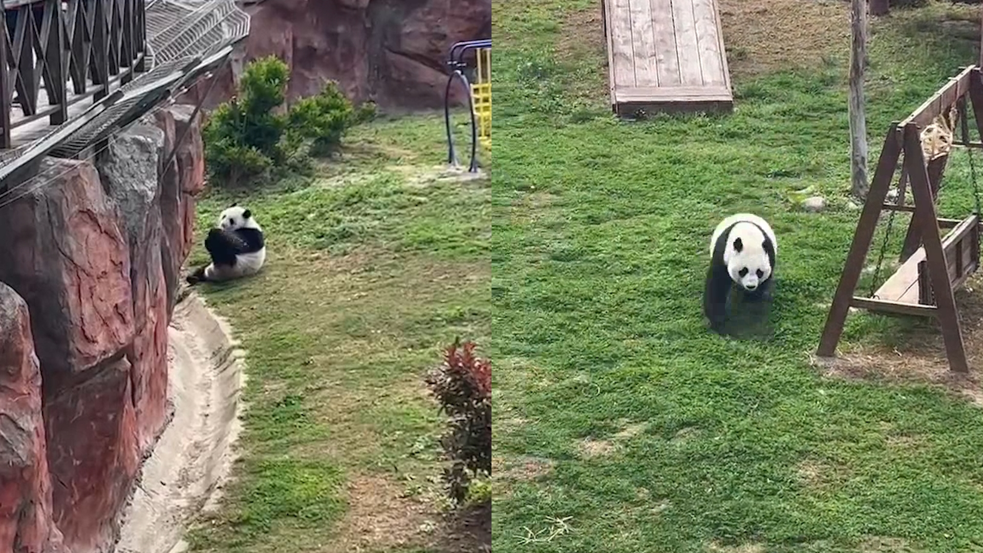 游客给大熊猫投喂可乐，震生咬破瓶子被气泡吓到跑离，惹众怒