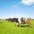 荷兰：农场智能养牛技术，机械化拌料，机器人喂养