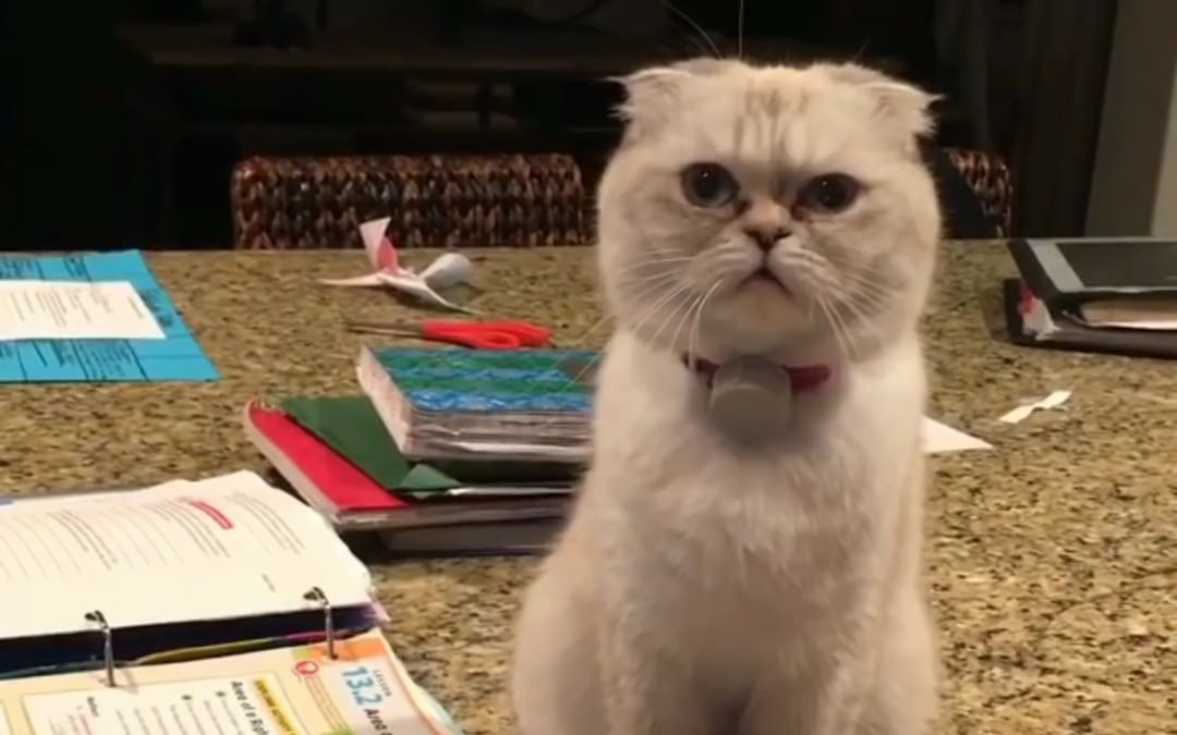 老霉跟她的猫主子们系列！Taylor Swift's cats (Olivia & Meredith)