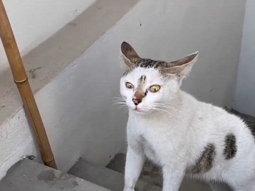 流浪猫:公的你叫那么骚