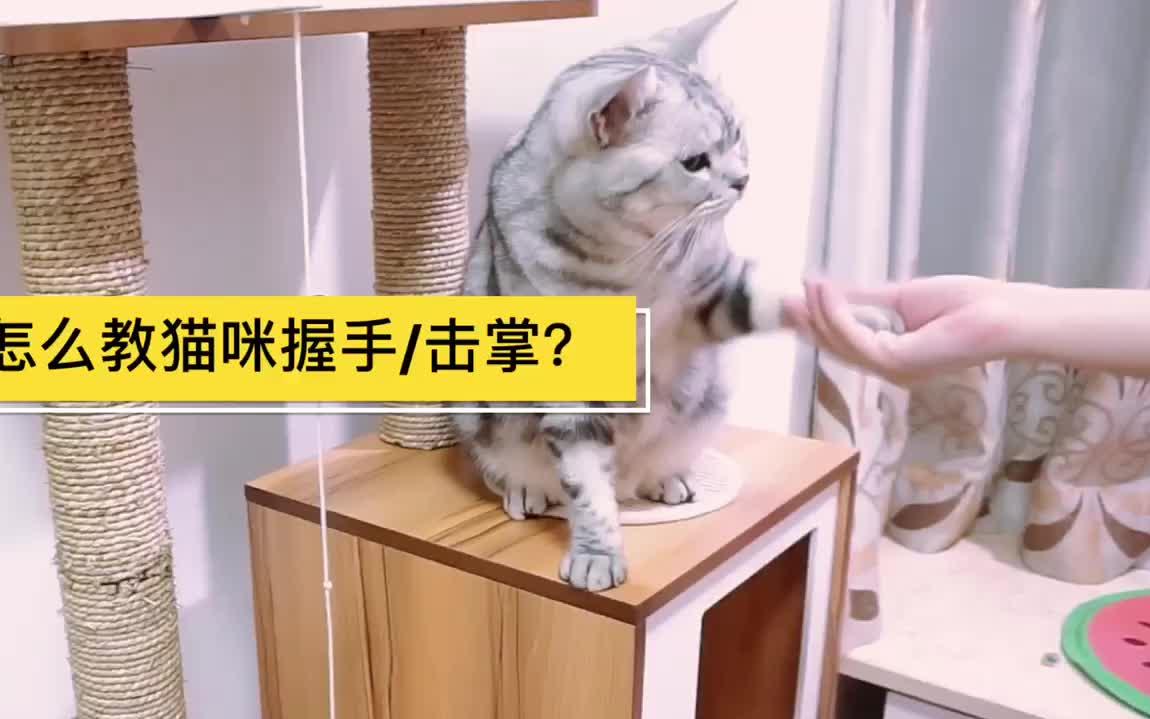 简单易上手的猫咪握手教程 哔哩哔哩 つロ干杯 Bilibili