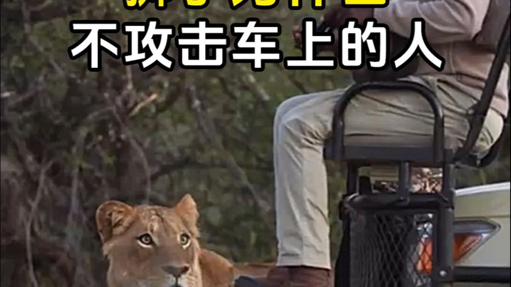 狮子为什么不攻击车上的人？