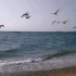 大海  海浪 与飞鸟